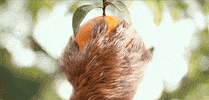 orange fruit GIF by Paddington Bear