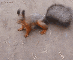Video gif. Overhead view of a squirrel on the ground. It turns from all fours to perching up on its hind legs, wide eyes, ears perked straight up, shaking its tail back and forth in a wild wagging motion like it's excited or happy to see us. 
