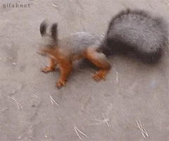  reaction excited fight squirrel come at me bro GIF