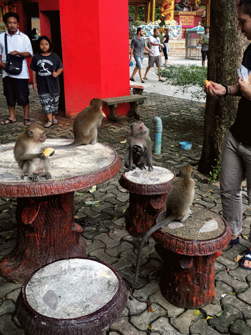tomsjourneys thailand monkeys krabi GIF