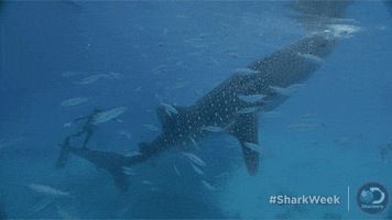 water discovery GIF by Shark Week