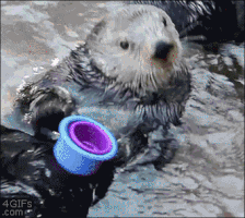 xinzor  GIF
