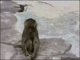 drshawy monkey GIF