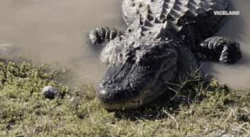 alligator GIF by Dead Set on Life