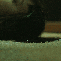 The Witch GIF by A24 - Find & Share on GIPHY