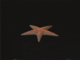 starfish GIF by rotomangler