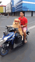 Scooter Dog Driving GIF