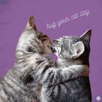 cats hugs GIF by CBC