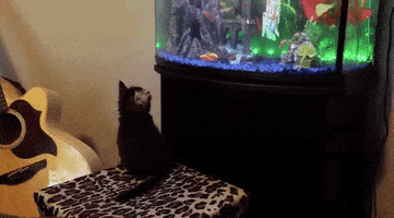 cat fish GIF by America's Funniest Home Videos