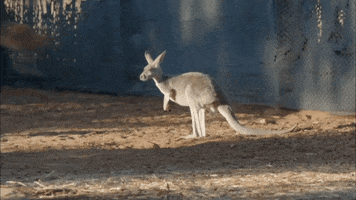 kangaroo dundee australia GIF by Nat Geo Wild 
