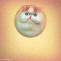 Excited Cat GIF by TJ Fuller