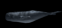 likesenape  GIF
