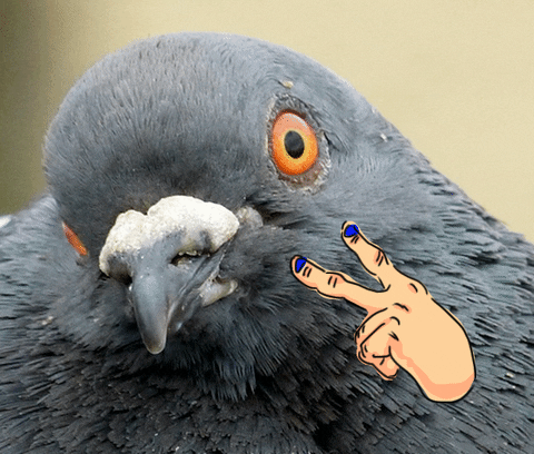 Pigeon Looking GIF by Stephanie Z. Delazeri - Find & Share on GIPHY