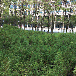 Spencer Finch Lost Man Creek GIF by Public Art Fund