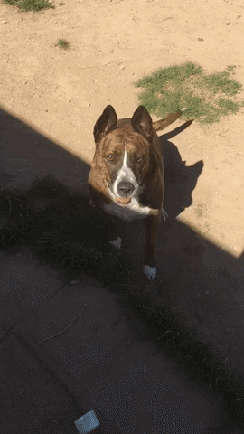 western dogfail GIF
