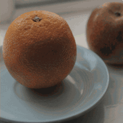 ewanjonesmorris art weird orange apple GIF