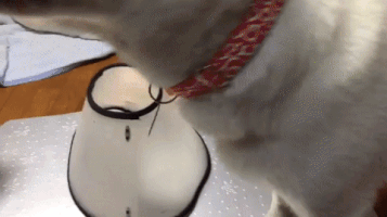 yw5uev9sdw5pb3zhqg1hawwucnu  GIF