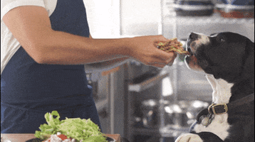 dog pet GIF by ChefSteps