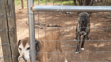 jmcdermott wagging dogs GIF
