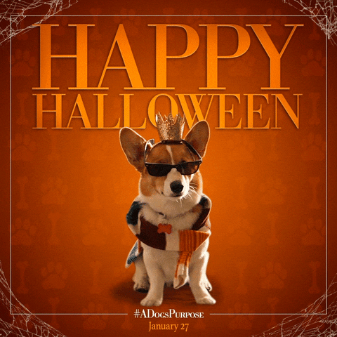 A Dogs Purpose Halloween GIF by A Dog's Journey