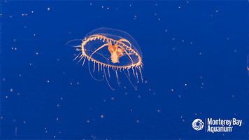 jellyfish GIF by Monterey Bay Aquarium