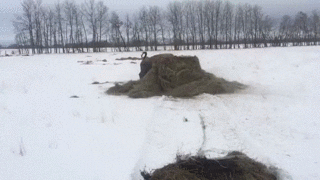 lindadee  GIF