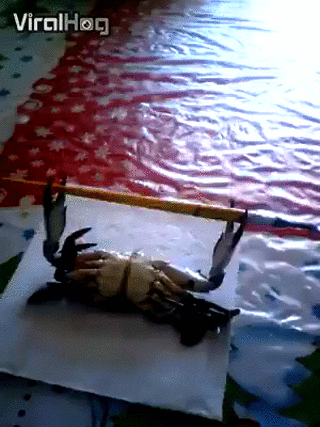 lindadee  GIF