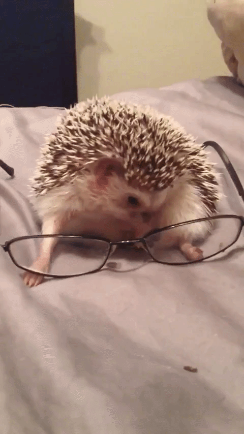 Free Funny GIF by AFV Pets