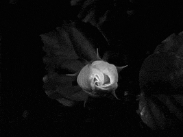 black and white spring GIF by Okkult Motion Pictures