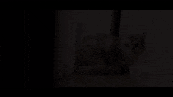 Cat GIF by 360 Haircare