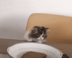Cat Reaction GIF by JustViral