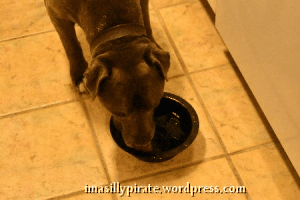 imasillypirate dog water drinking pup GIF