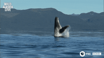 humpback whale GIF by PBS