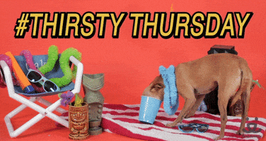 Video gif. There's a tropical beach set up in a studio, with a beach towel, beach chair, tiki cup, and beach gear strewn about. A chihuahua wearing a lei is shoving their slender snout into a plastic cup and attempts to lick every last drop and the text reads, "#thirsty thursday."