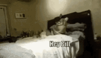 Dog Lol GIF
