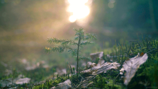 Morning Sunlight GIF by Living Stills - Find & Share on GIPHY