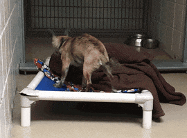 dog pulling blanket into cage