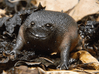 namslam happy frog avocado frog GIF