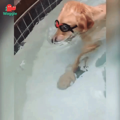 Swimming Pool Lol GIF