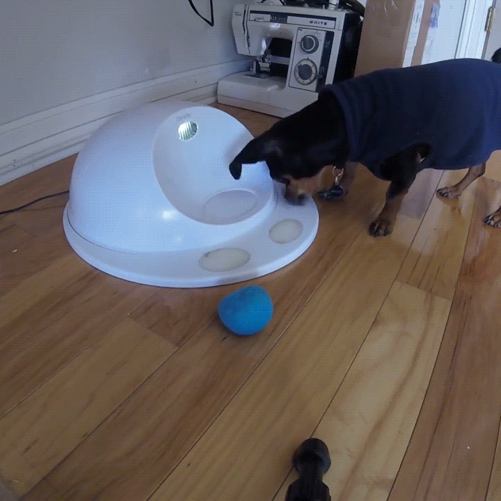 CleverPet  GIF