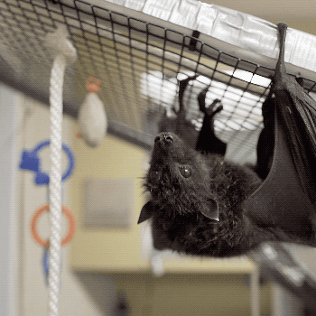 Fruit Bat GIF by San Diego Zoo - Find & Share on GIPHY