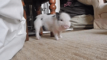 funnyboy  GIF