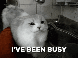 Video gif. Cute gray and white cat drinks from a dripping faucet, with its ears flattened in serious concentration with the text, “I’ve been busy.”
