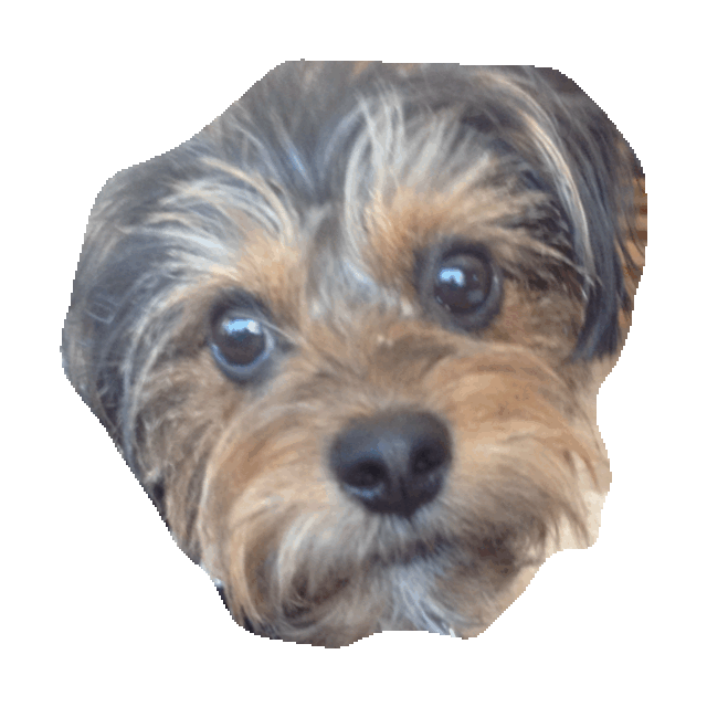 Yorkie Sticker by imoji for iOS & Android GIPHY