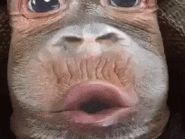 Video gif. Close up on a baby monkey’s face that looks like it’s cooing. The camera moves up and reveals that the monkey’s face is actually on a man’s shirt, and the man is copying the monkey’s pursed lip expression.
