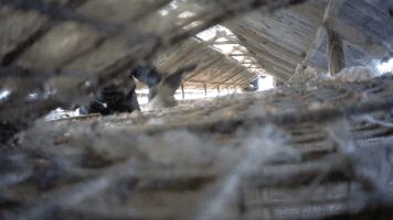 benoitvandenbroeck  GIF