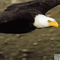 Flying Bald Eagle GIF by BBC America