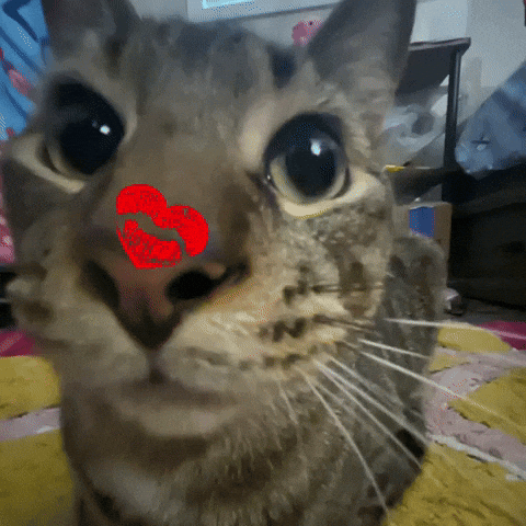 Pickles GIF