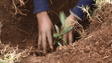 planting connect2earth GIF by Earth Hour
