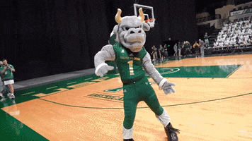 Usf Bulls Dancing GIF by University of South Florida